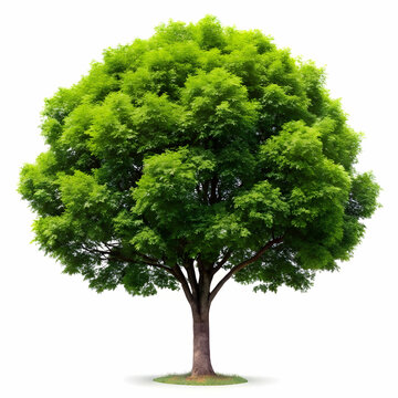 recommend clip art: isolated tree on white background