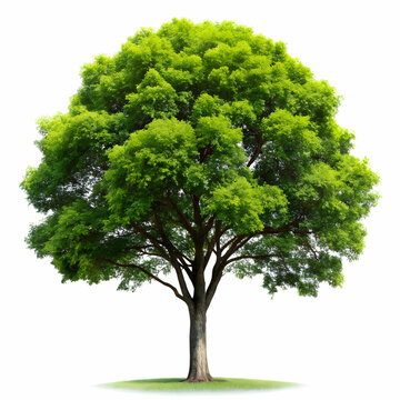 isolated tree on white background