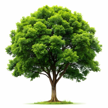 isolated tree on white background