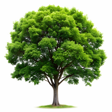 isolated tree on white background