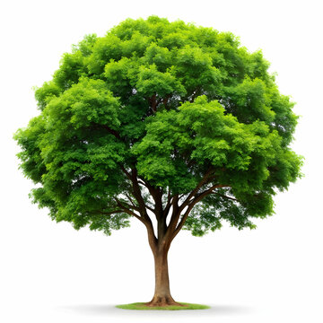 isolated tree on white background
