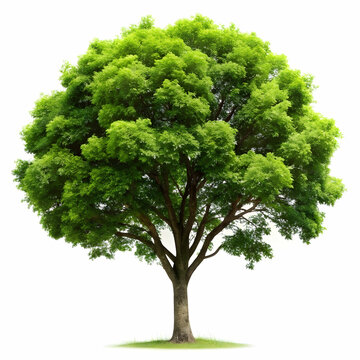 isolated tree on white background