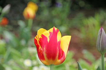 Tulip flowers in the Spring