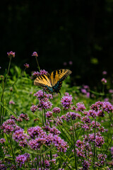 butterfly on flower