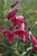 Dark purple bell shaped flowers of a Penstemon 'Raven' plant, also known as Bird Series or Beard Tongue