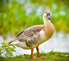 Amidst the raindrops by the pond, a domestic big chinese anser swan goose stands firm, feather resting on its beak as it inquisitively looks straight.