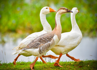 Three anser domestic geese running on grass by the pond in rain. Anser Cygnoides of white and grey color flocking together.