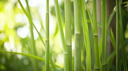 Obraz premium A sharp image of a tall green plant, surrounded by vibrant foliage, against a soft, hazy backdrop of swaying trees