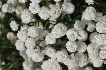 Pure white flowers of Achillea ptarmica 'The Pearl' in a garden