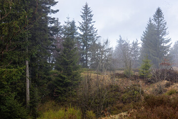fairytale forest in winter with roots, moss and fog in the Black Forest