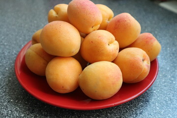 A red plate with apricots on the table. Large varietal apricots stacked on a plate. 