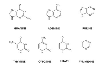 Nucleic acids or nitrogenous bases, nitrogen and hydrogen formulas, vector molecule structure. Purine, adenine, guanine and thymine with cytosine or pyrimidine chemical formula and molecular structure