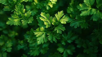   A close-up of a lush, emerald plant with an abundance of leaves on both its upper and lower surfaces