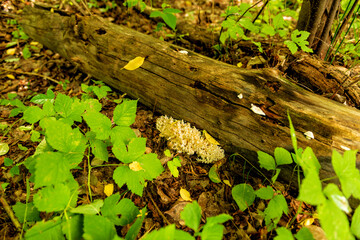 Rare edible mushroom Hericium coralloides in natural conditions