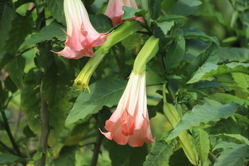 Brugmansia named angels trumpet or Datura flower.