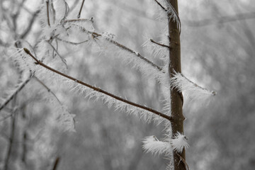 Obraz premium Gefrorener Ast von einem Baum im Winter