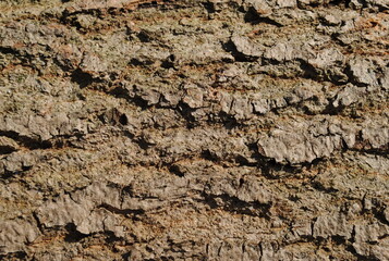 wood texture