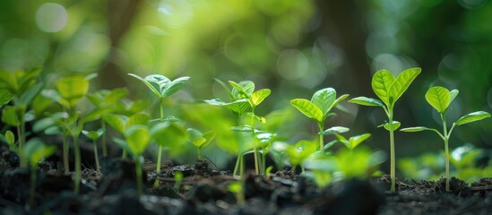 Green Shoots Of Trees Or Plants