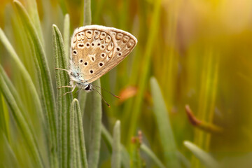 Photo of a cute butterfly in a wonderful habitat. Colorful nature background.