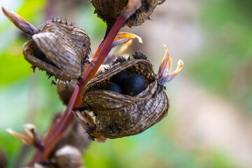 Seed pods of the Canna lilly. A close view of a split seed pod and seeds of the Canna lilly,