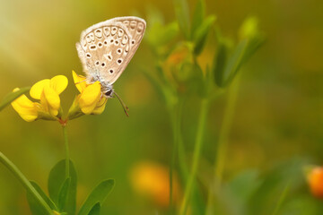Photo of a cute butterfly in a wonderful habitat. Colorful nature background.