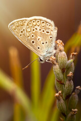 Photo of a cute butterfly in a wonderful habitat. Colorful nature background.