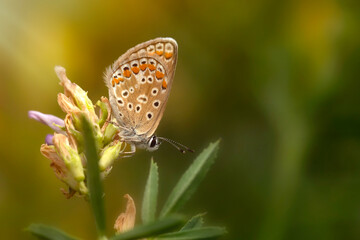 Photo of a cute butterfly in a wonderful habitat. Colorful nature background.