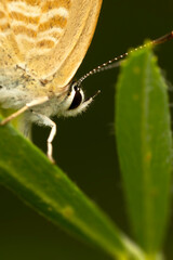 Portrait of a cute butterfly. Lampides boeticus. Pea blue. Long tailed Blue.