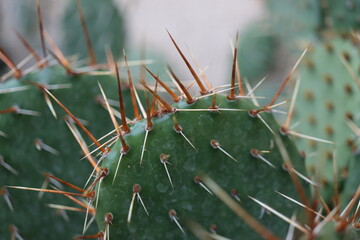 Opuntia humifusa NEW JERSEY Opuncja kaktus