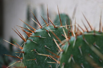 Opuntia humifusa NEW JERSEY Opuncja kaktus