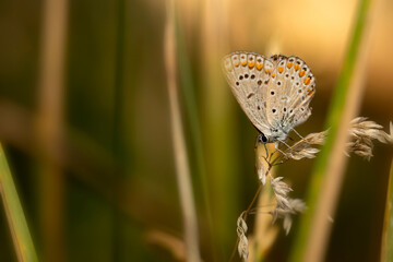 Photo of a cute butterfly in a wonderful habitat. Colorful nature background.