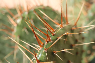 Opuntia humifusa NEW JERSEY Opuncja kaktus