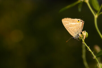 A beautiful butterfly photographed in its habitat. Colorful nature background. Lampides boeticus. Pea blue. Long tailed Blue.