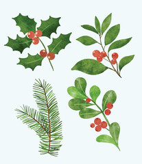 christmas plant and flora