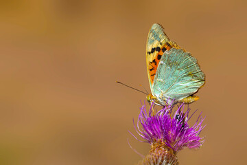 A beautiful butterfly photographed in its habitat. Argynnis pandora. Mediterranean Fritillary. Nature background.  