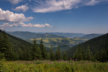 mountains landscape in Carpathian and meadow with purple ivanchai flowers
