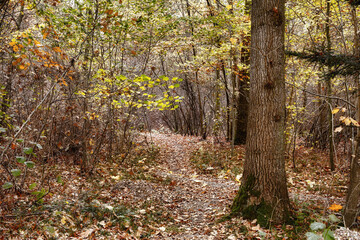 Fototapeta premium Autumn, countryside and forest as landscape in background, texture or wallpaper for decor. Holiday, vacation and travel in meadow or woods for trees or nature, harmony or calm for adventure in Canada