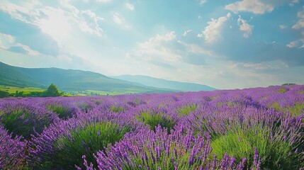 Obraz premium A field full of many purple blooms beneath a blue sky, with a mountain range visible in the background