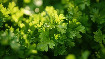 Fototapeta premium a green plant surrounded by sharp foliage and a slightly blurred backdrop
