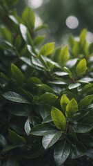 Obraz premium Natural green background of laurel leaves.