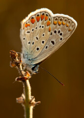 Photo of a cute butterfly in a wonderful habitat. Colorful nature background.