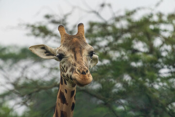Giraffe portrait