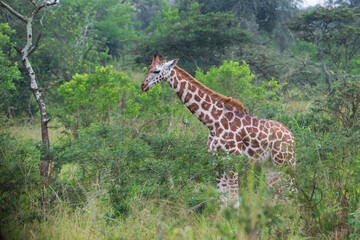 Giraffe in the savannah