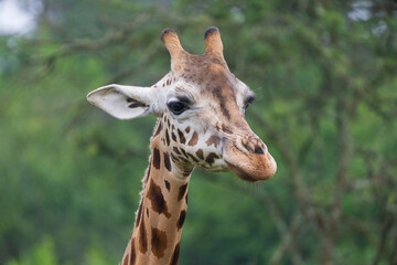 Portrait of a giraffe