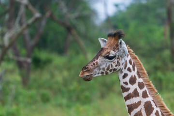 Giraffe in the wild