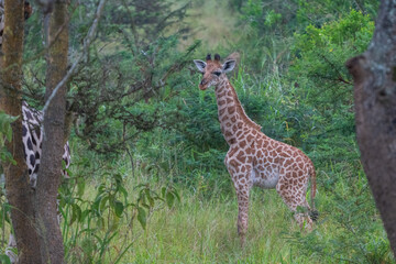 Giraffe in the wild