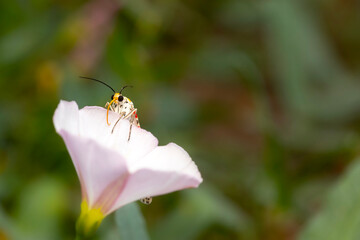 Colorful moth. Utetheisa pulchella. Crimson Speckled moth. Nature background. 