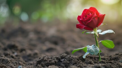 A Single Red Rose in Bloom