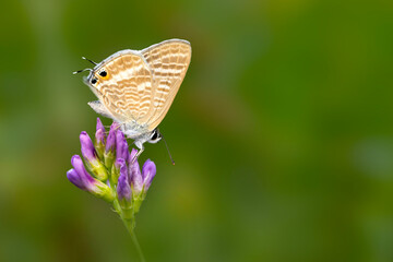 A beautiful butterfly photographed in its habitat. Colorful nature background. Lampides boeticus. Pea blue. Long tailed Blue.