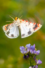Colorful moth. Utetheisa pulchella. Crimson Speckled moth. Nature background. 